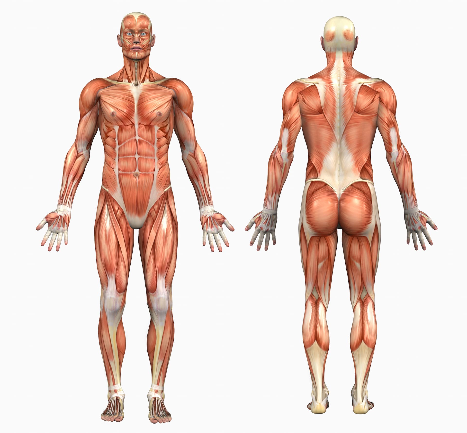 Туловище человека. Анатомия мышечной системы. Мышцы тела человека анатомия. Атлас скелетно-мышечной анатомии Крис Джерми. Мышцы туловища и конечностей биология 8.