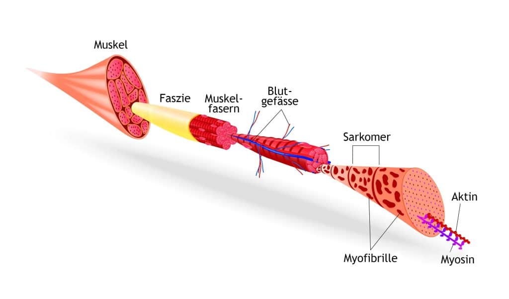 Diagramm: Aufbau eines Muskels