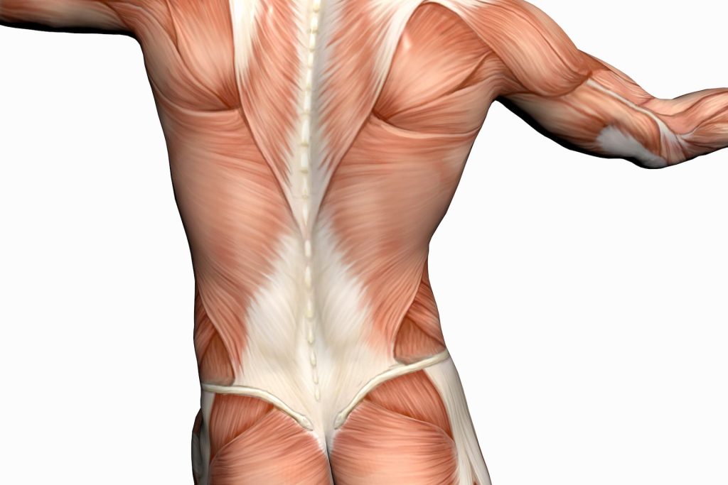 Rückenmuskulatur im Detail - Illustration